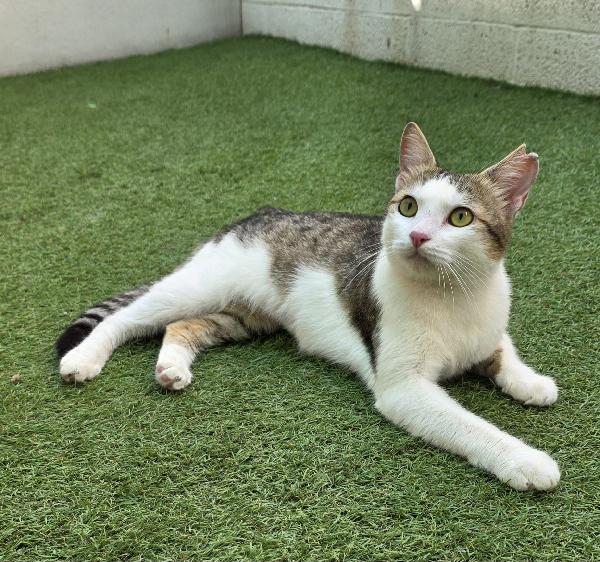 Cesira Gattina 